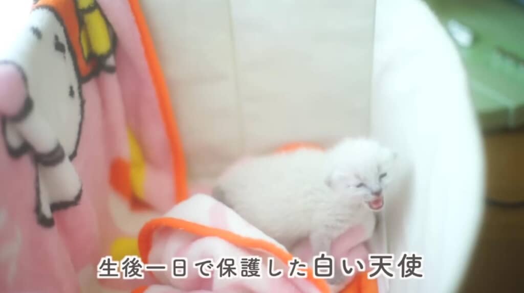 駐車場で出会った白い天使