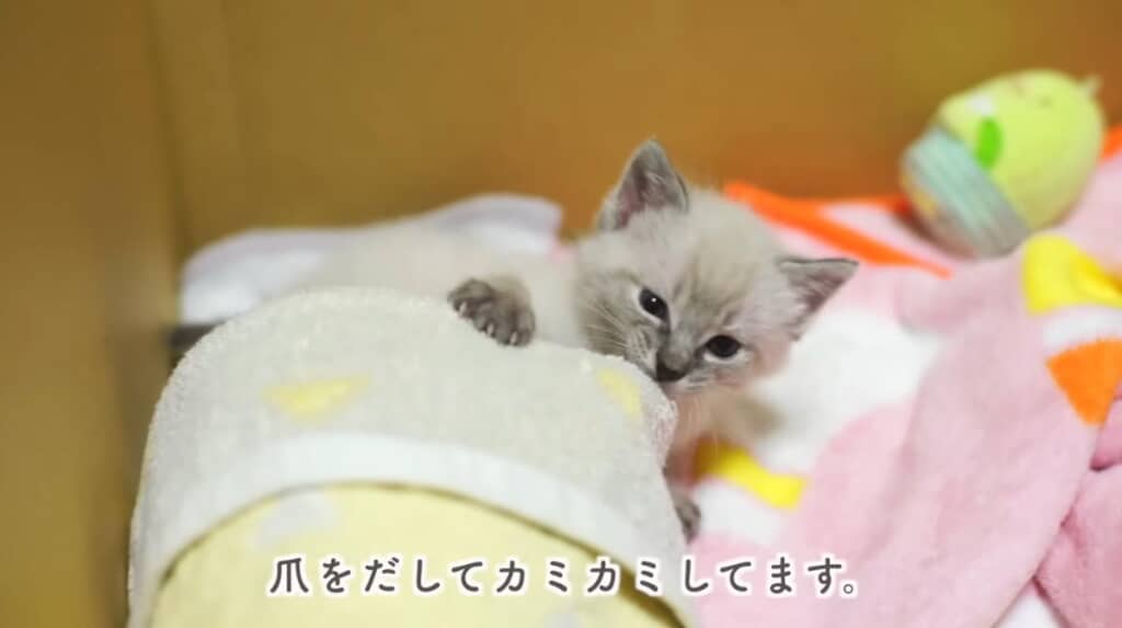 シャムMIXだと判明
