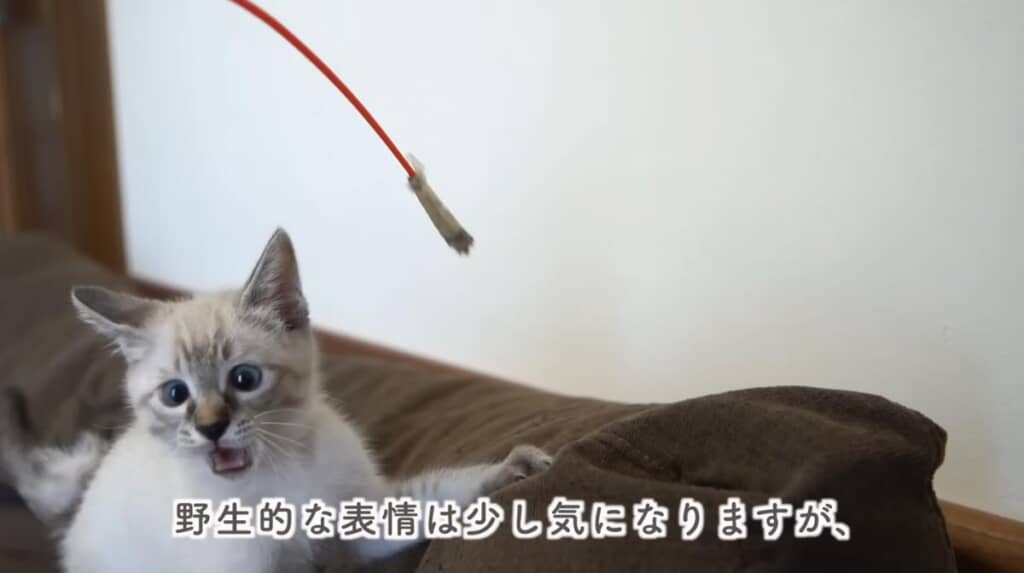 野生的な表情が気になります