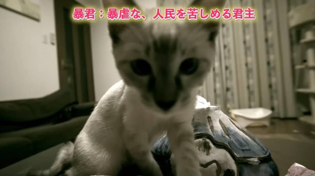 正体は“白い天使”ではなく家族に血と笑いを提供する“暴君”