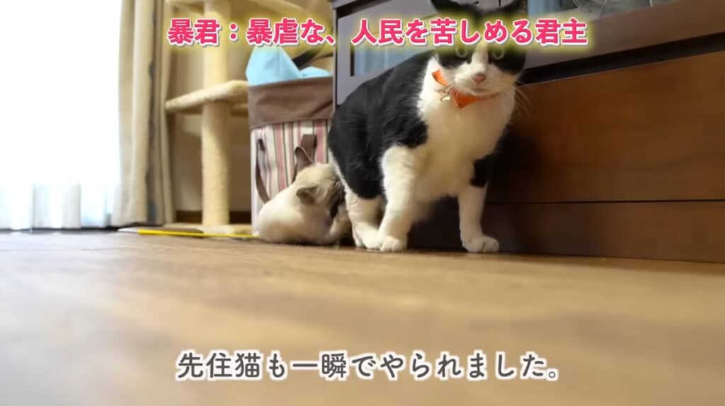 餌食になった先住猫