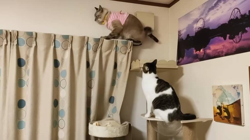 たまに鈍臭い一面も