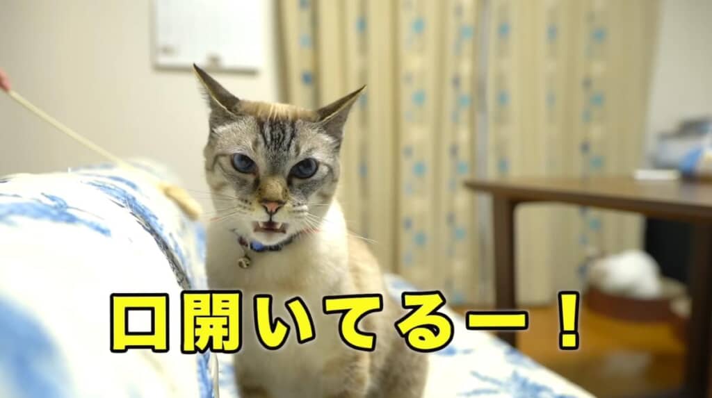 自由気ままな“浅黒い暴君”