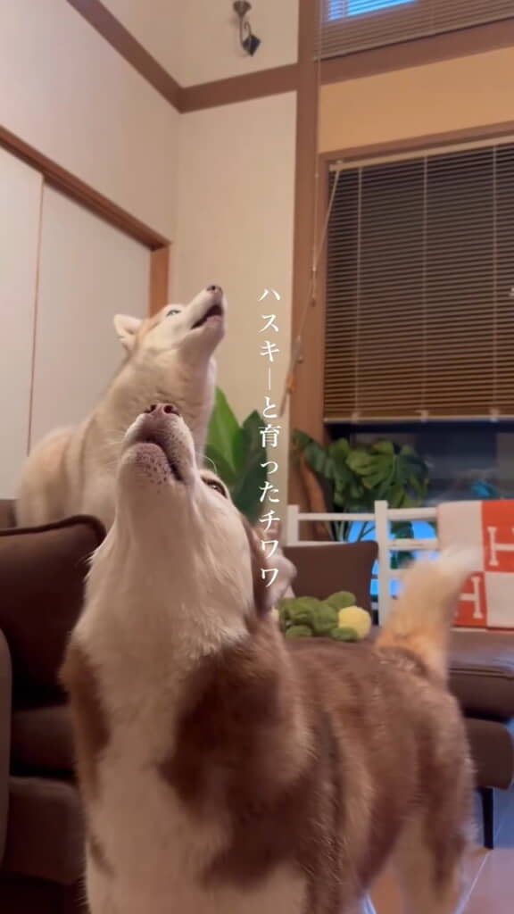 遠ぼえをするサハラちゃんとシンプソンちゃん