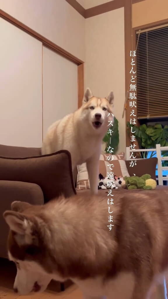 気持ち良さそうな遠ぼえです