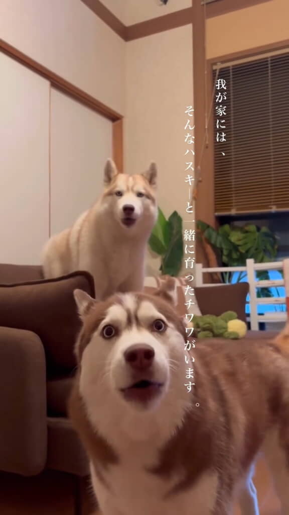 こんなお姉ちゃんたちと一緒に過ごしたチワワさん