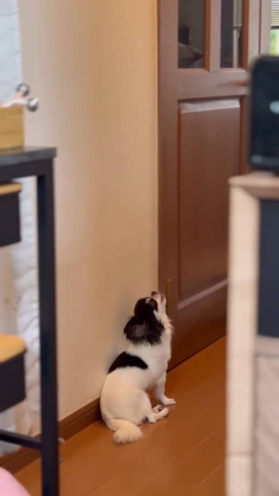 遠ぼえするようになりました！