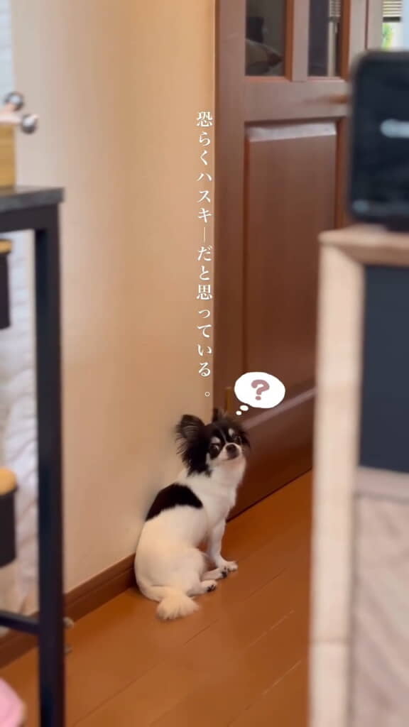 ハスキーだと思っていそうです