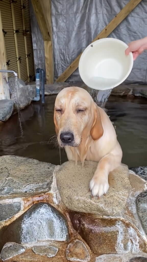 温泉で気持ち良さそうなひめちゃん