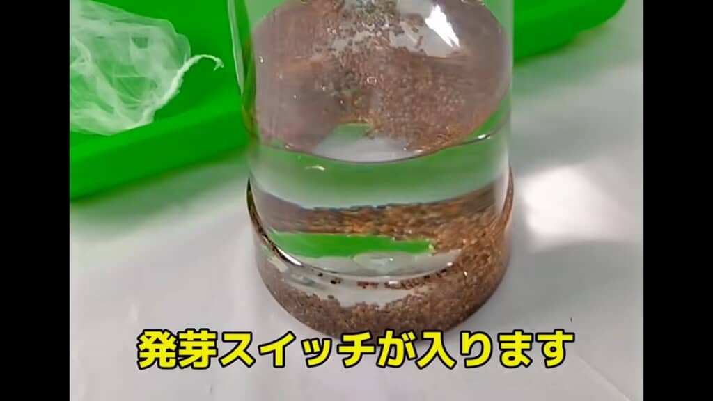 種を入れて水に浸けます