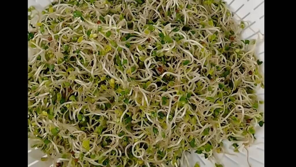 1週間で大量収穫できました！