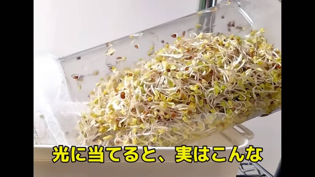 初めて光に当てます