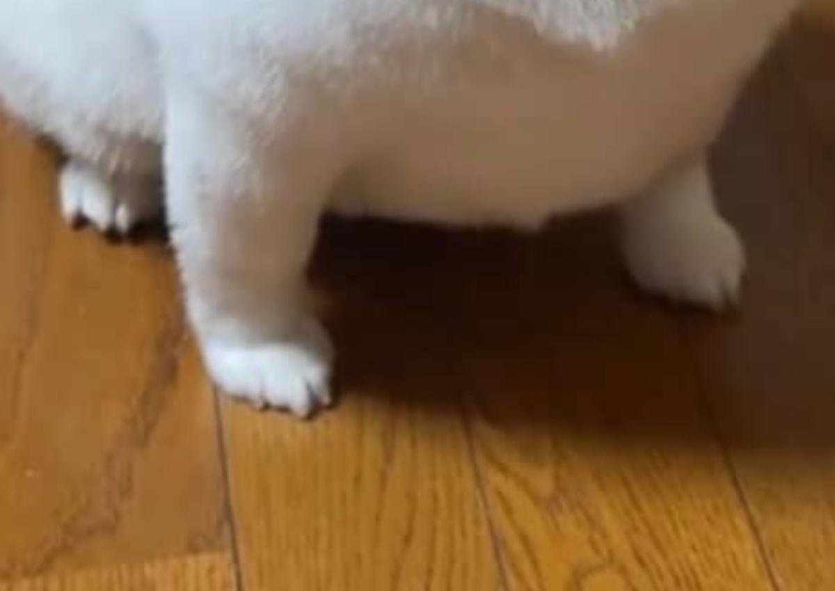 飼い主に「シャリみたい」と言われた犬→納得の姿に「シャリすぎww」「これはシャリ」「思ったより数倍シャリ」と596万再生（1/3） | 犬 ねとらぼ