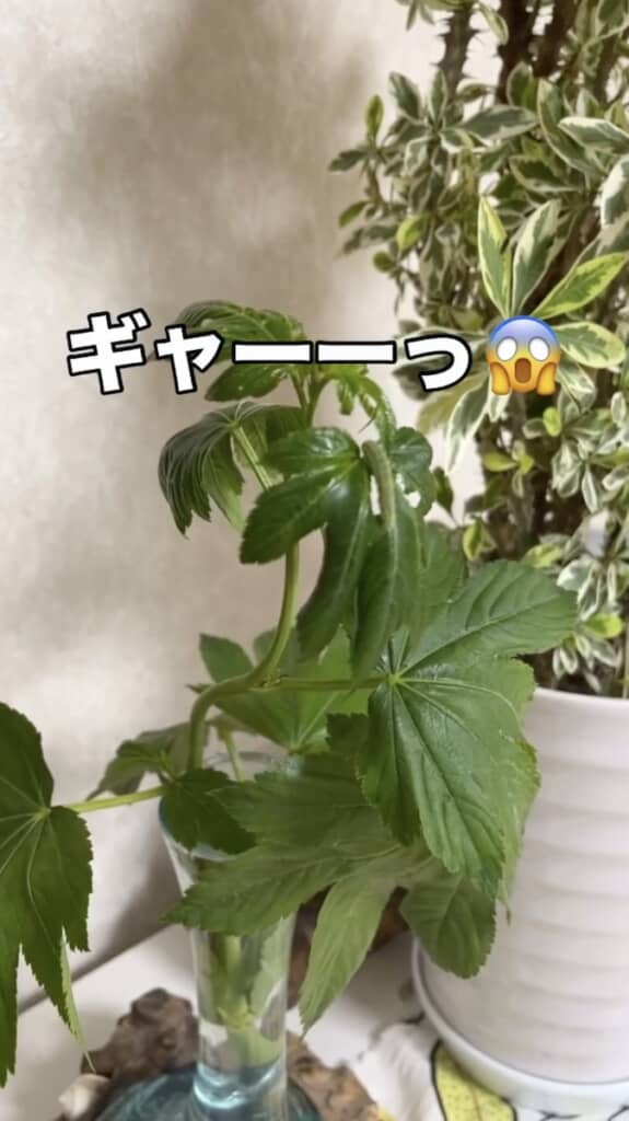花瓶に生けた葉っぱをよく見ると……緑色の幼虫が!?