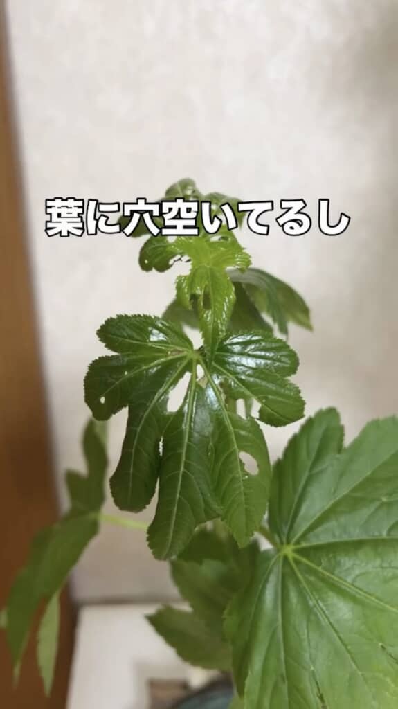 葉っぱは食べられ穴が空いています
