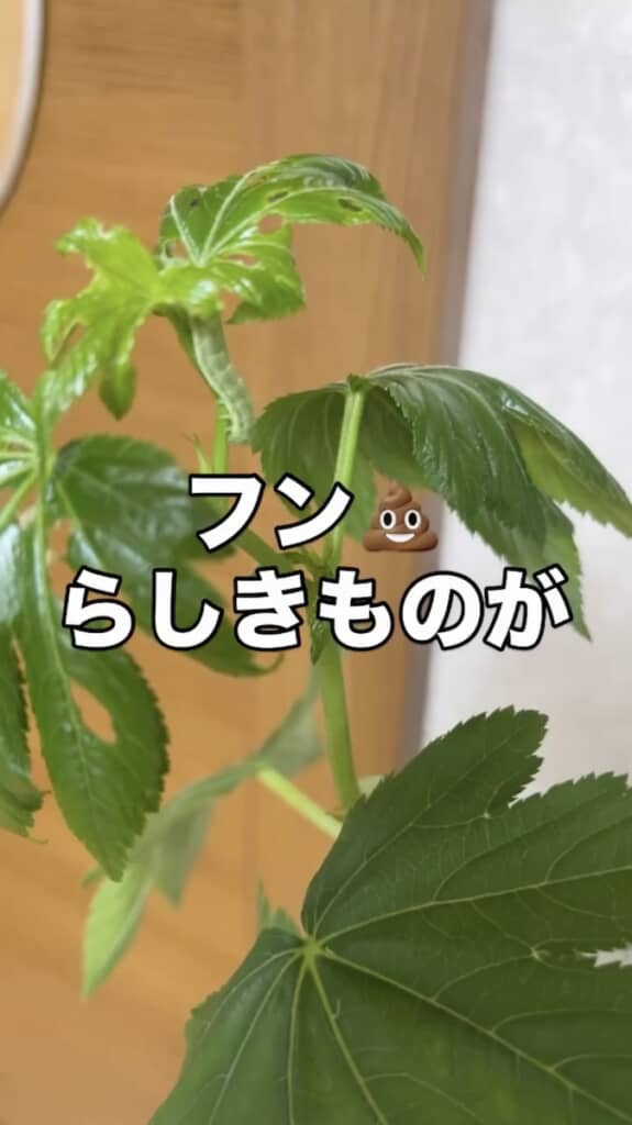 床にはフンも落ちていたとのこと
