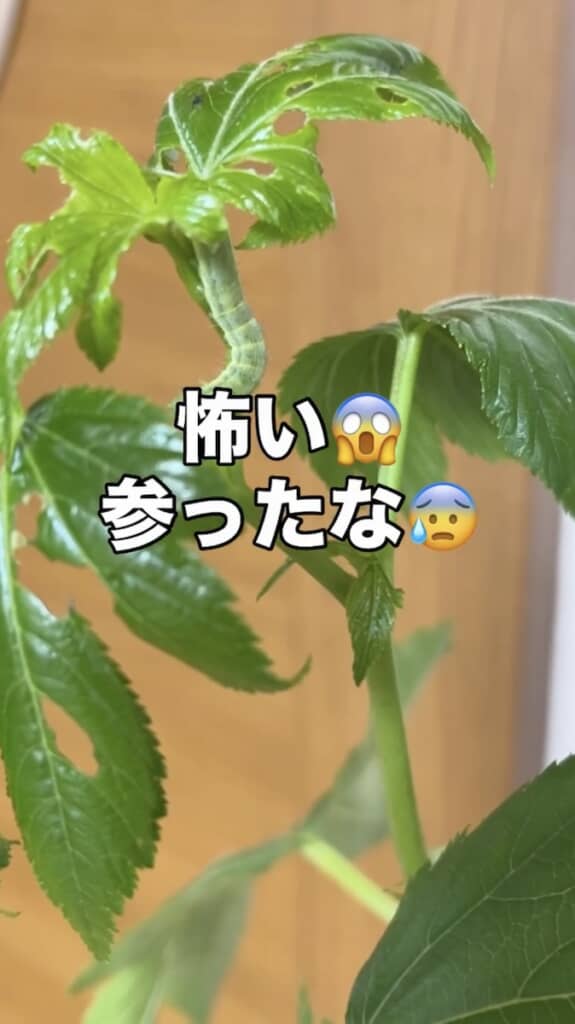 アゲハチョウ好きな投稿者さんもこれには恐怖……