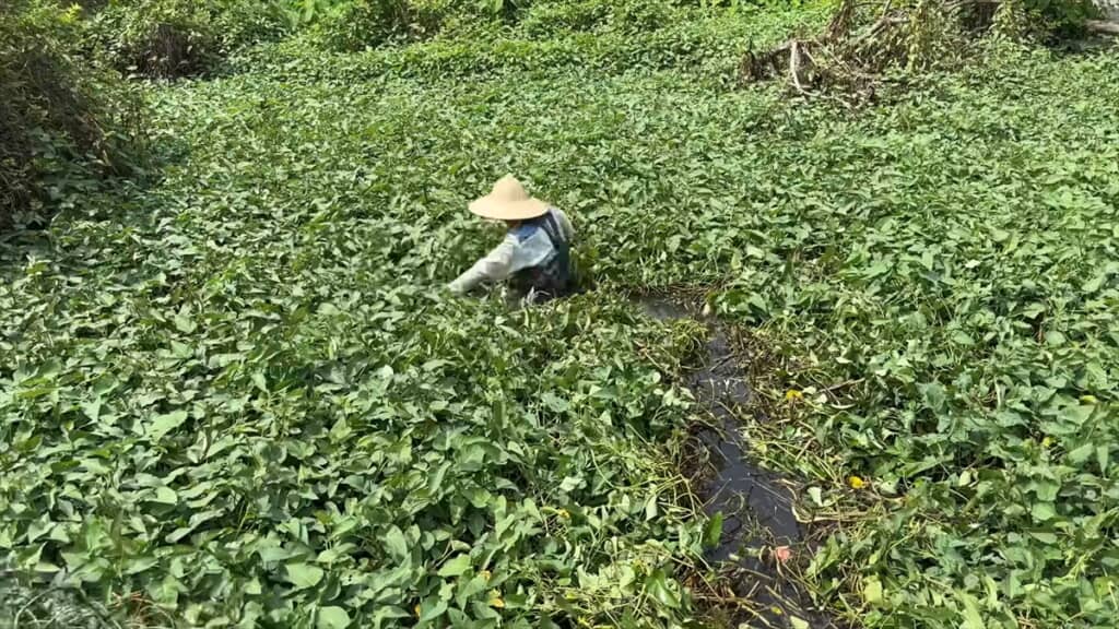 25年放置されて草で覆われた池を清掃