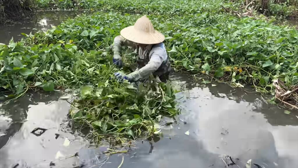 25年放置されて草で覆われた池を清掃