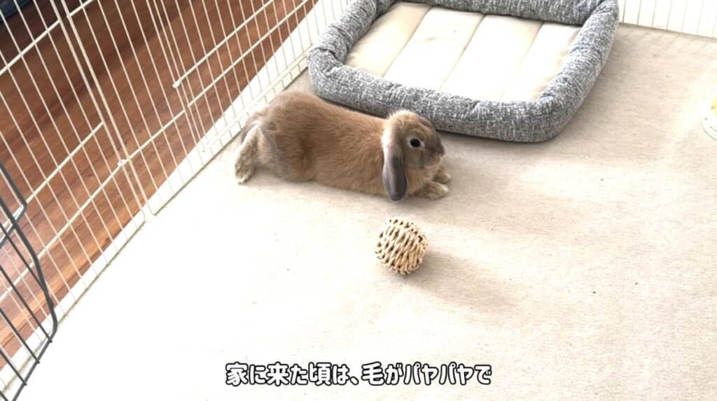 お家に来たばかりのりぷとんちゃん