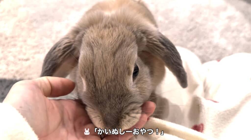 おねだり上手なくっつきうさぎに成長！