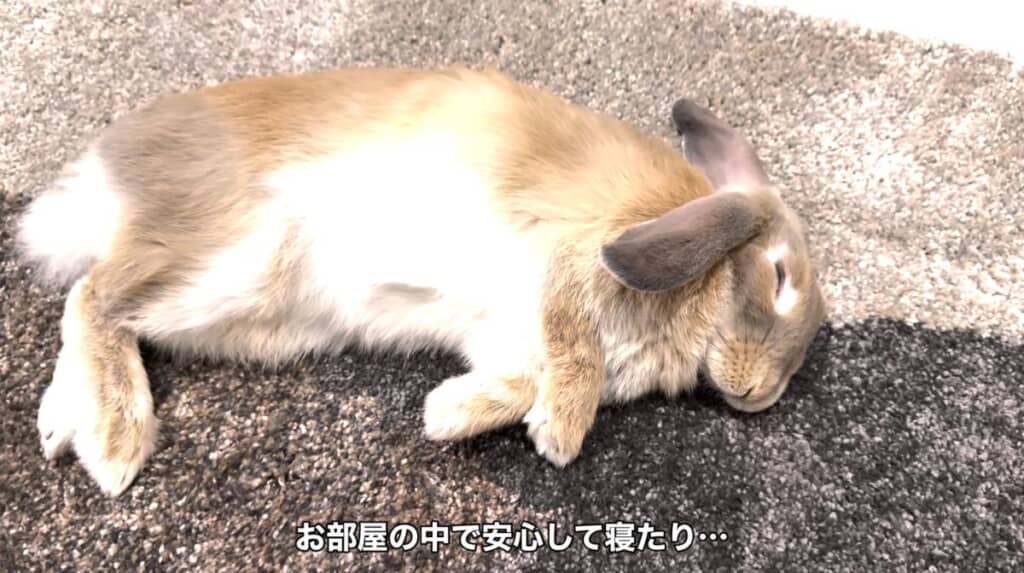お部屋の中で安心して爆睡