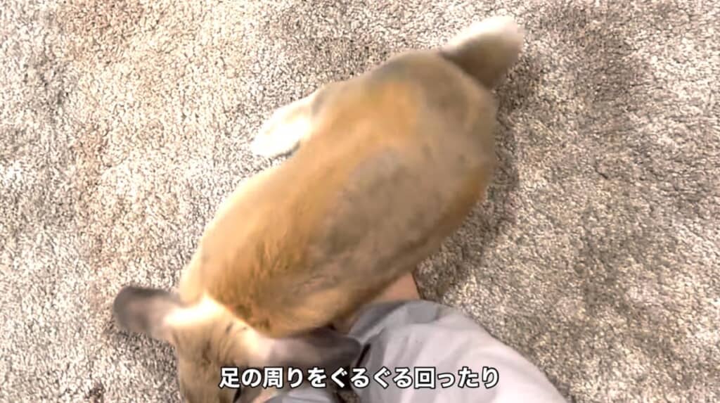 飼い主さんの足元でくるくる走り回る姿も