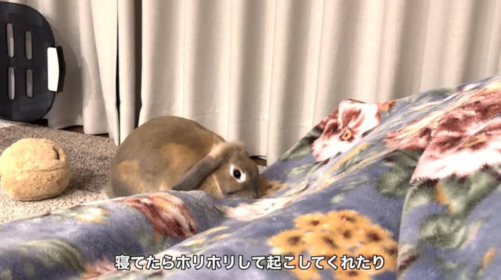 寝ている飼い主さんをほりほりして起こします