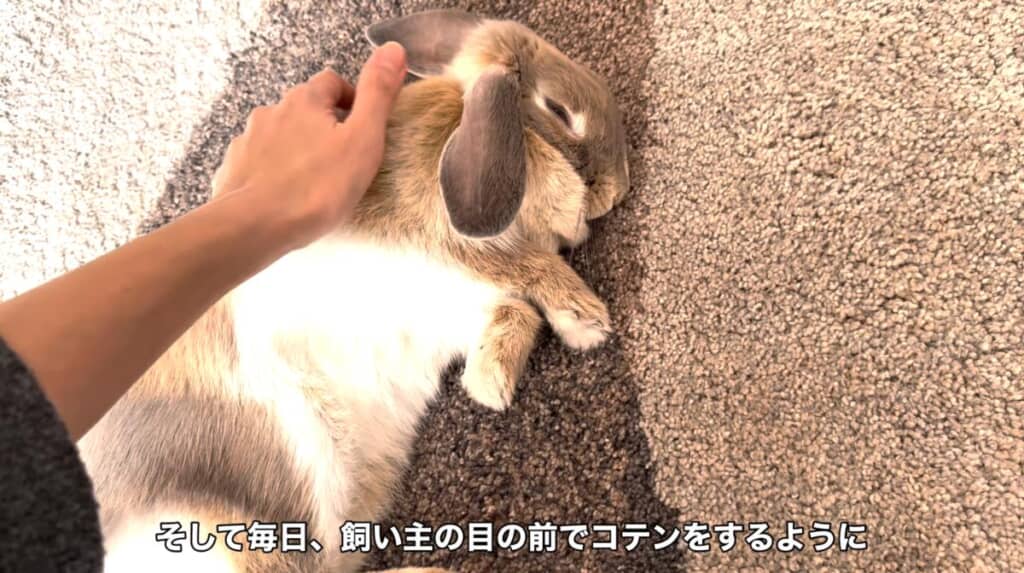 毎日、飼い主さんの前でコテンをするように