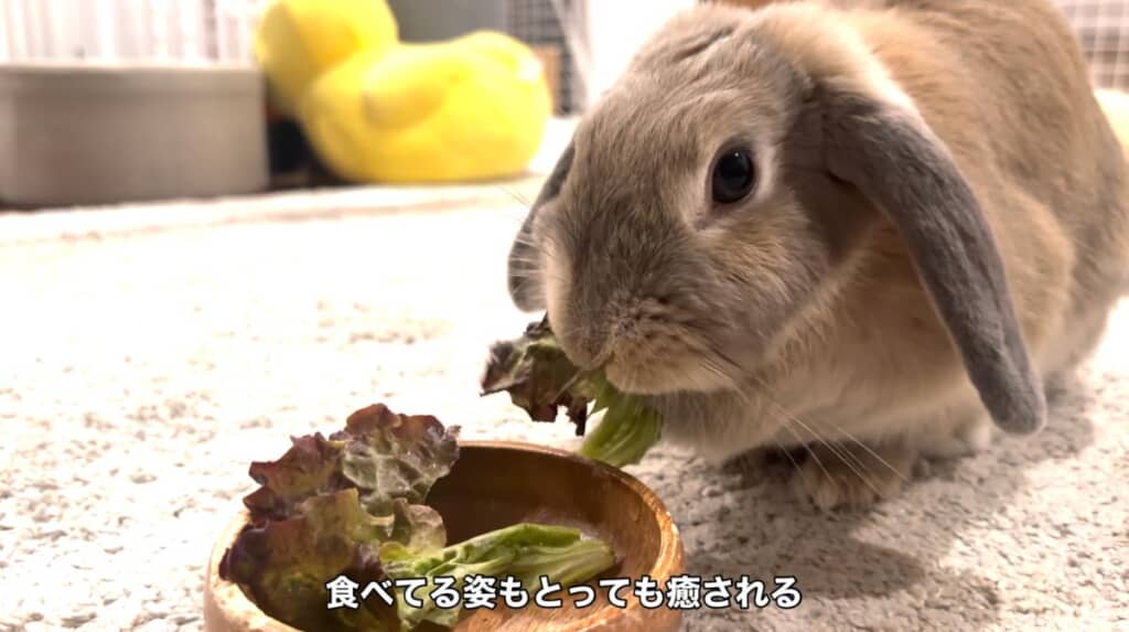 今ではかけがえのない家族に