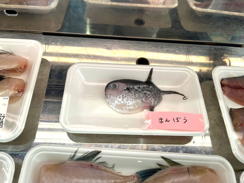 図鑑で見るような姿のマンボウが、トレーに収まるミニサイズで……!