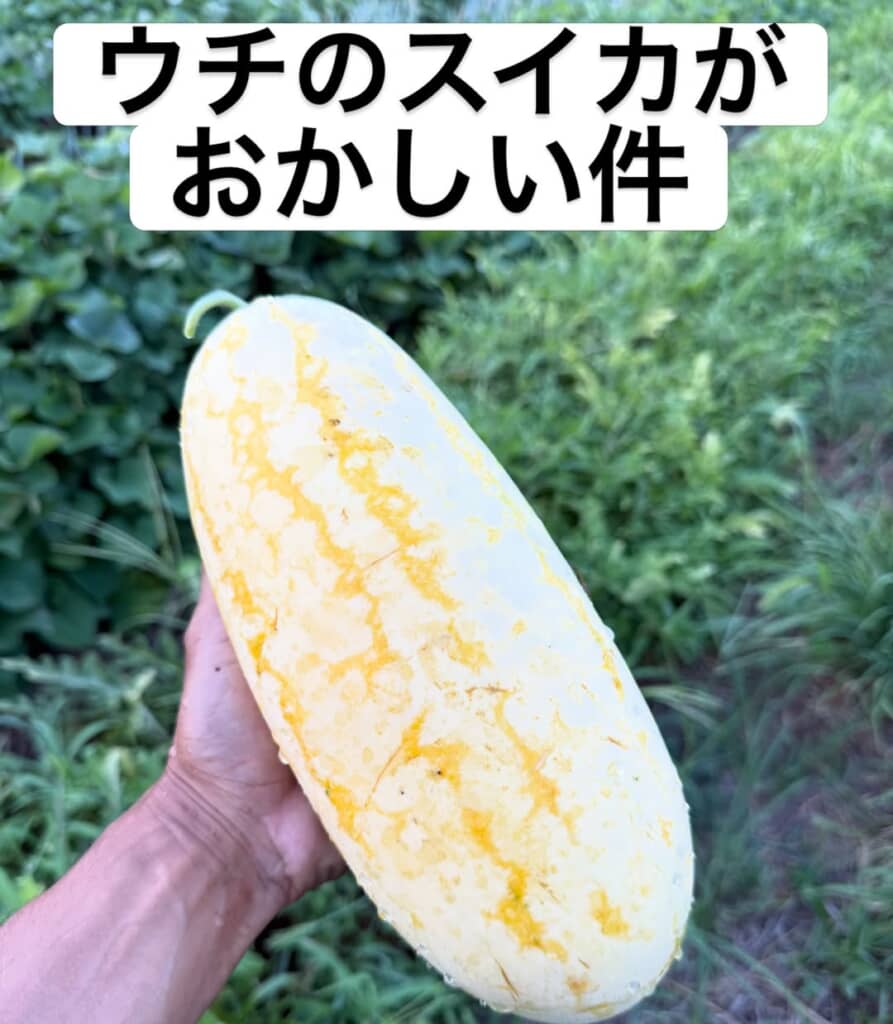 畑で取れた細長い楕円形のスイカ