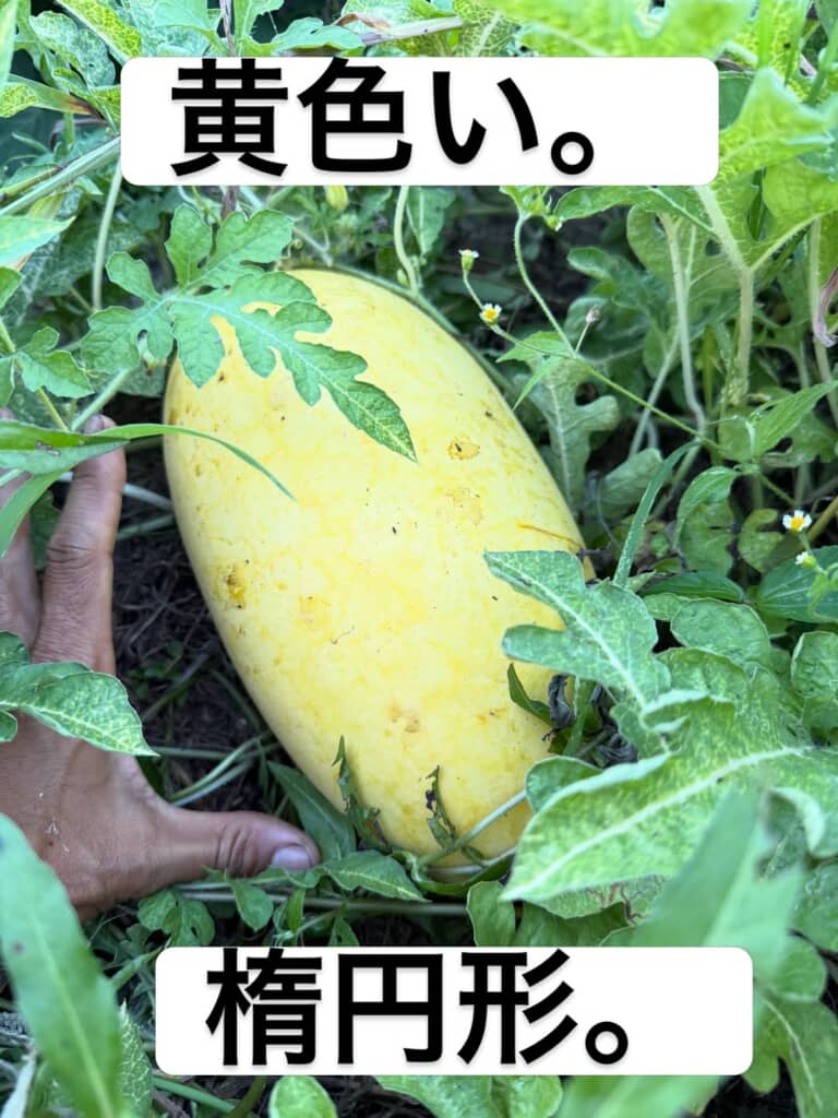 畑で採れた楕円形のスイカ