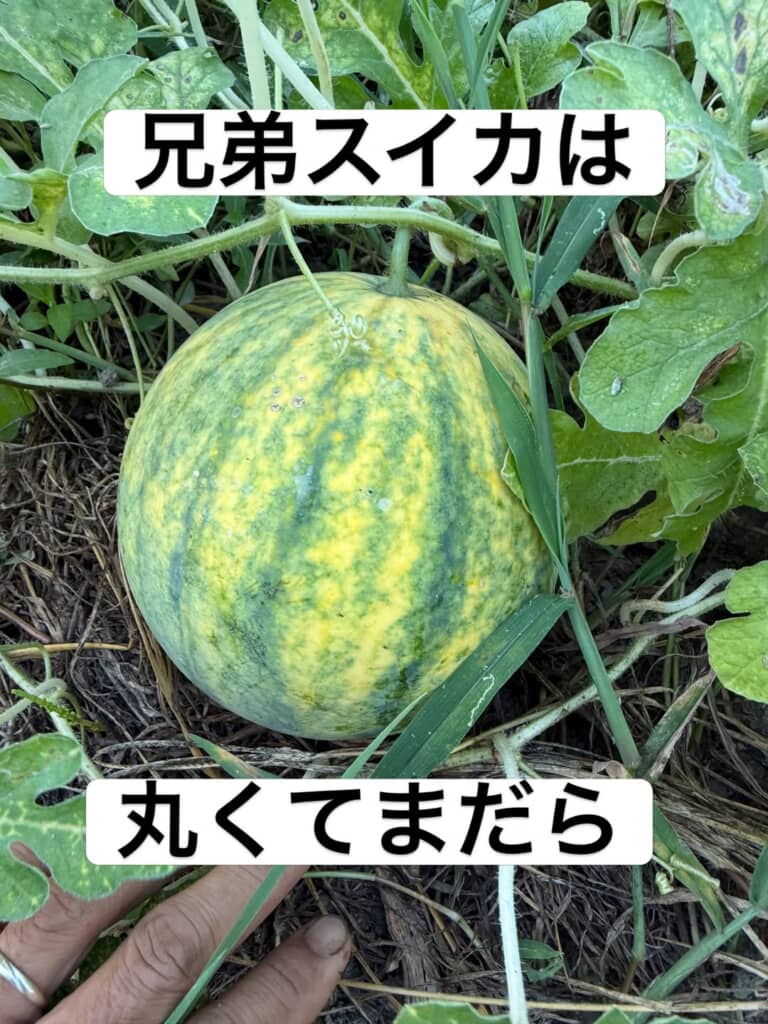 丸くて緑と黄のまだら模様なスイカ