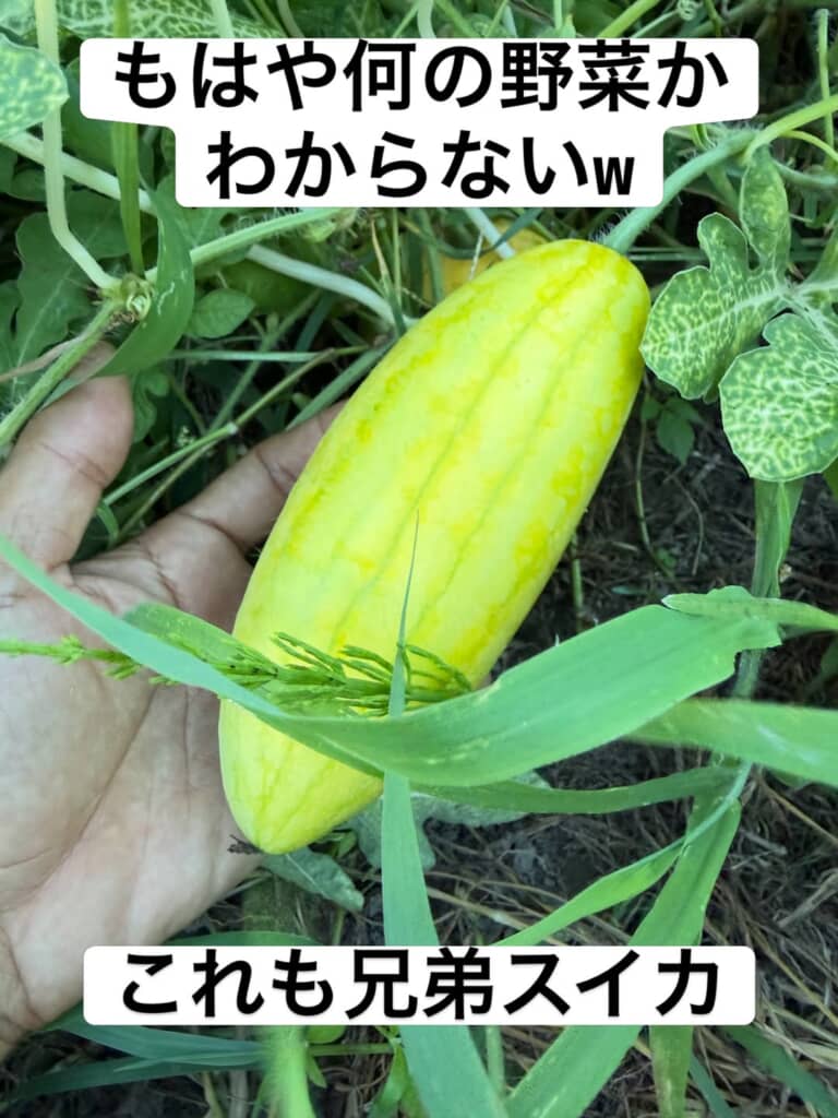 薄い黄緑色でスイカとは思えない外見のスイカ