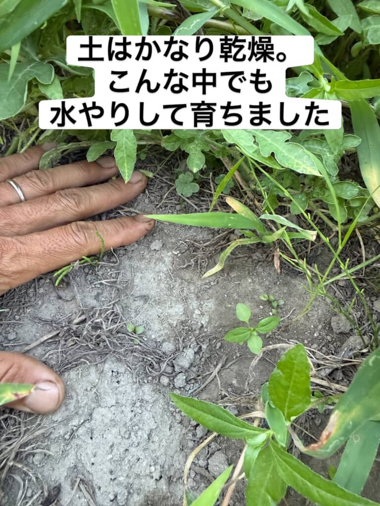 畑はかなり乾燥している状態