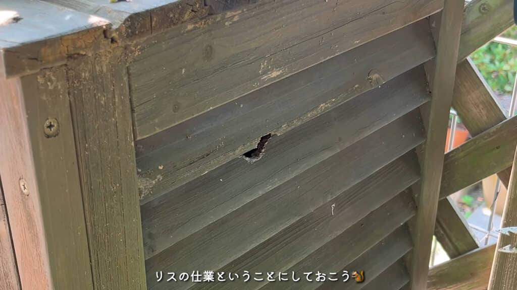 なにかがかじったような穴も……