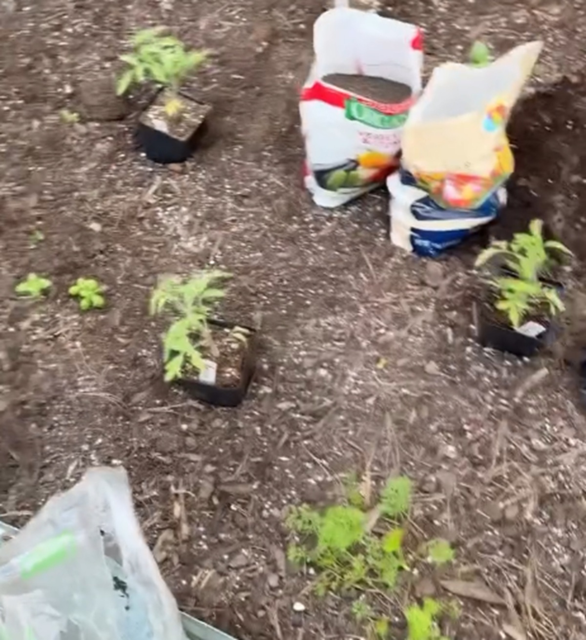 庭のトマトは「11株も植えれば十分でしょ」と思っていた女性→2カ月後……「うわあああ」　衝撃の光景が132万再生「地獄……」【海外】（1/2） | ライフスタイル ねとらぼ