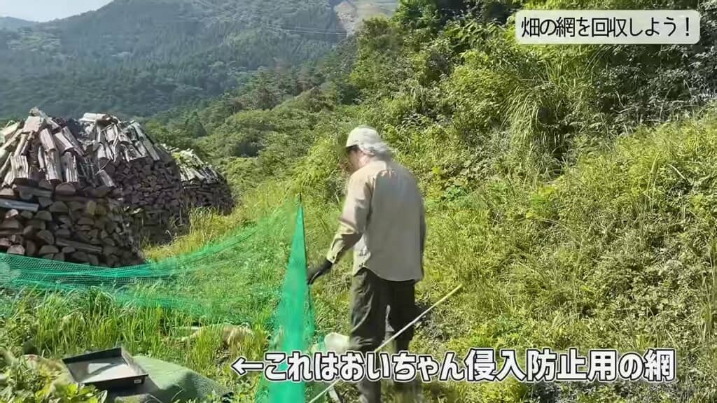 ガチョウの侵入を防ぐため畑に張っていた網