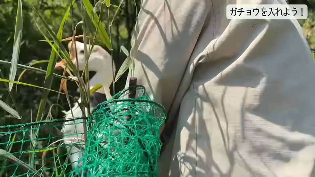 放牧場に入るガチョウ