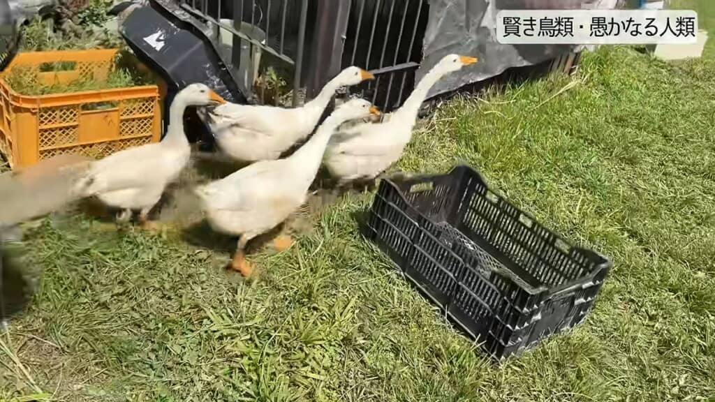 小屋からダッシュで出ていくガチョウのヒナ