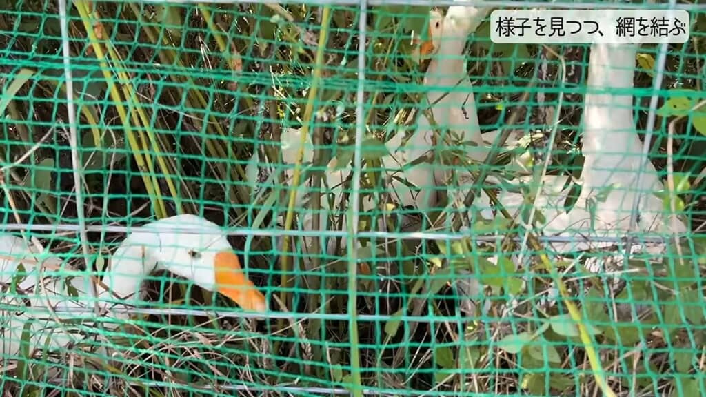 放牧場に入った直後のガチョウ