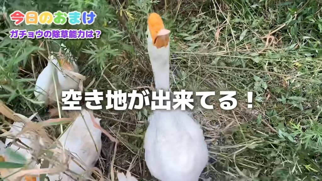放牧場に初めて入れた日の夕方には空き地ができた