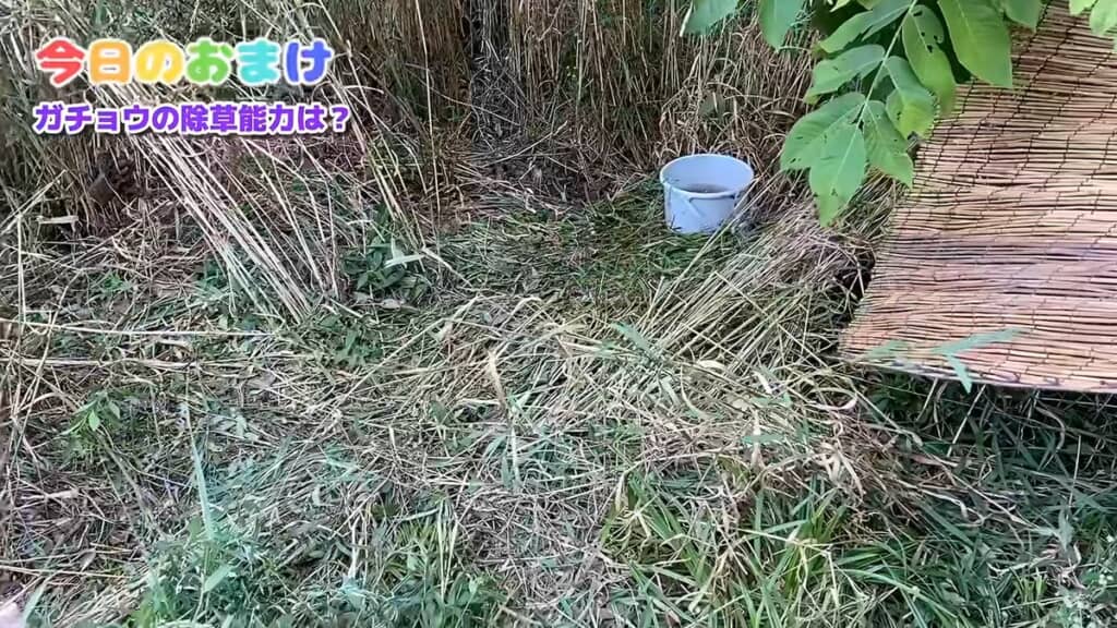 ガチョウによってどんどん空き地が広がっていく放牧場
