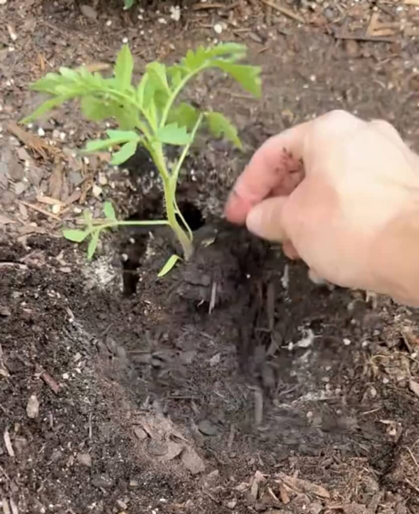 4月、庭にトマトの苗を植えた