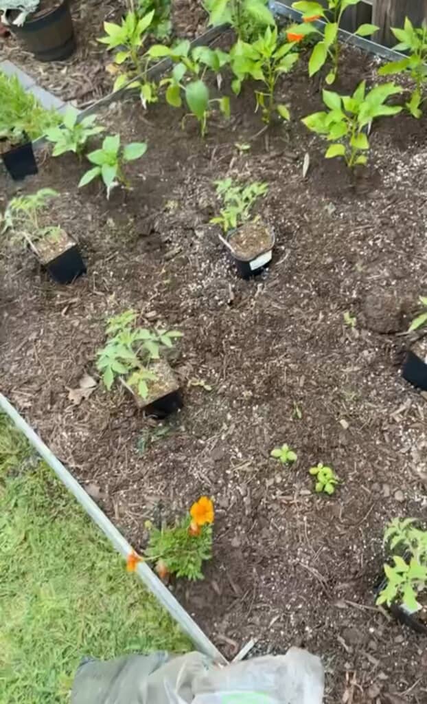 植え付けたばかりの小さなトマトの苗