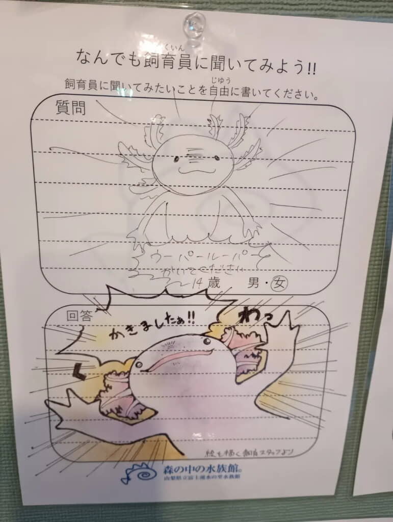 ウーパールーパー対決!?