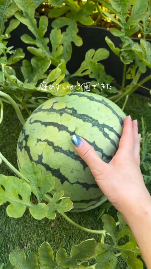 手に余る程立派に実ったスイカ
