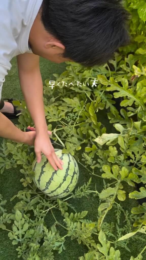 さっそく食べようと、夫が収穫