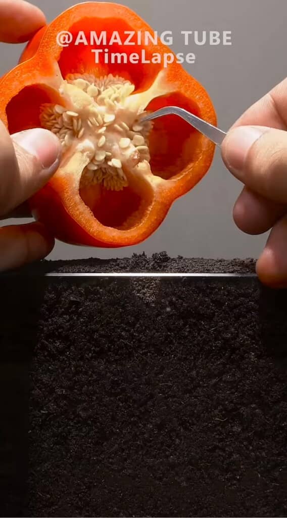 ピーマンの種を植えて観察